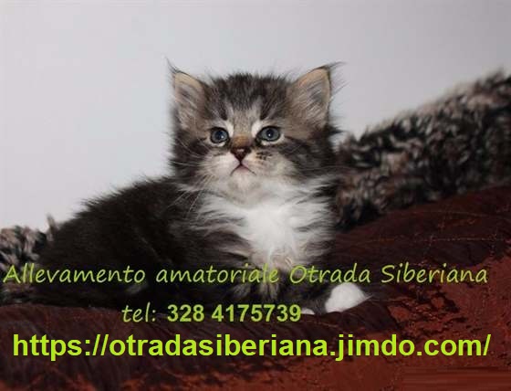 3762100  Cuccioli di gatto siberiano